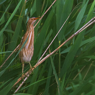 Koper - Skocjanski zatok - Little bittern
